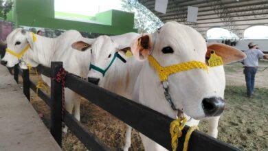 Photo of Garantizan Sanidad y Supervisión del Ganado en la Feria Yucatán X´Matkuil