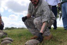 Photo of Rescatan y liberan 90 tortugas en la Reserva Lagunas de Yalahau