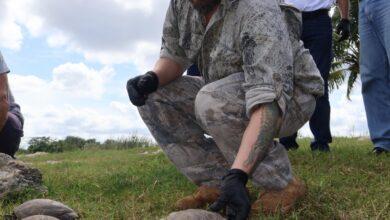 Photo of Rescatan y liberan 90 tortugas en la Reserva Lagunas de Yalahau