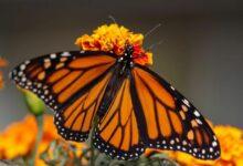 Photo of Millones de mariposas monarca invaden el santuarios en Michoacán