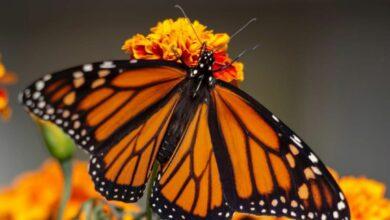 Photo of Millones de mariposas monarca invaden el santuarios en Michoacán