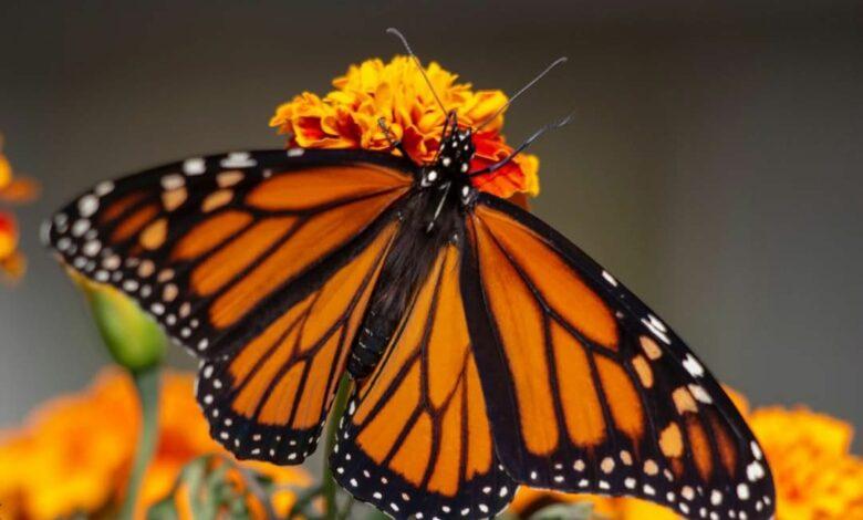 Photo of Millones de mariposas monarca invaden el santuarios en Michoacán