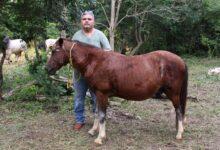 Photo of Refuerzan vigilancia y curaciones gratuitas contra gusano barrenador en Yucatán