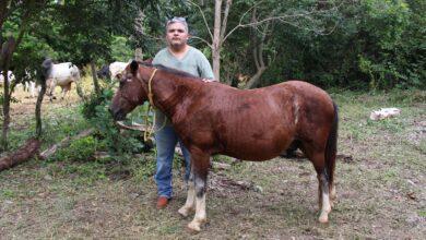 Photo of Refuerzan vigilancia y curaciones gratuitas contra gusano barrenador en Yucatán