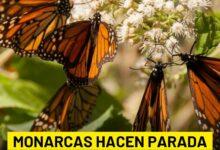 Photo of Mariposa monarcas hacen parada en Yucatán