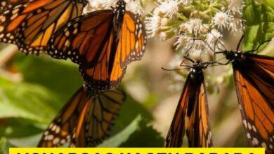 Photo of Mariposa monarcas hacen parada en Yucatán