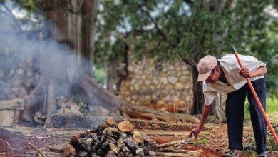 Photo of El pib, un horno de piedra