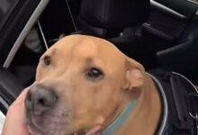 Photo of Lomito vence al cáncer y la ciudad lo celebra