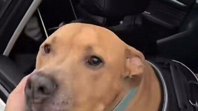 Photo of Lomito vence al cáncer y la ciudad lo celebra