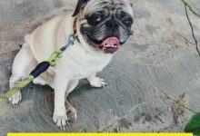 Photo of Lomito busca a sus dueños… ¿lo reconoces?