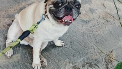 Photo of Lomito busca a sus dueños… ¿lo reconoces?