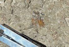 Photo of Hallazgo Prehistórico en Puebla