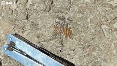 Photo of Hallazgo Prehistórico en Puebla