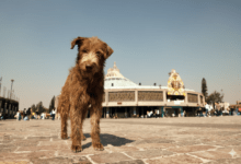 Photo of ¿Qué son los “perritos peregrinos” y por qué están en tendencia este 12 de diciembre?