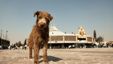 Photo of ¿Qué son los “perritos peregrinos” y por qué están en tendencia este 12 de diciembre?