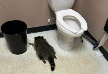 Photo of Mapache ebrio irrumpe en licorería, roba licor y acaba desmayado en el baño