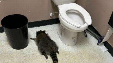 Photo of Mapache ebrio irrumpe en licorería, roba licor y acaba desmayado en el baño