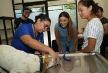 Photo of Mérida impulsa gran jornada de esterilización para perros de la calle