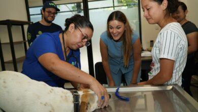 Photo of Mérida impulsa gran jornada de esterilización para perros de la calle