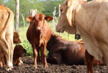 Photo of Yucatán atiende casos de gusano barrenador en menos de 24 horas con tratamientos gratuitos