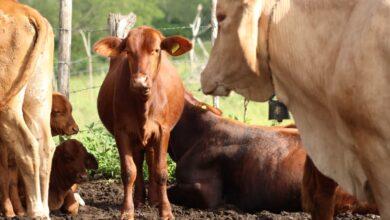 Photo of Yucatán atiende casos de gusano barrenador en menos de 24 horas con tratamientos gratuitos