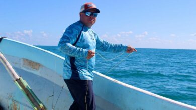 Photo of Temporada de pulpo impulsa la economía de la costa yucateca