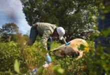 Photo of Seder controla gusaneras en Yucatán con atención veterinaria en menos de 24 horas