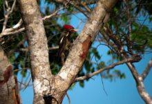 Photo of Mérida impulsa donación ciudadana para proteger la Reserva Cuxtal al pagar el predial