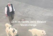 Photo of Video viral muestra perros ayudando a su dueño a cargar las bolsas del súper en México