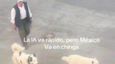 Photo of Video viral muestra perros ayudando a su dueño a cargar las bolsas del súper en México
