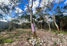 Photo of Clausuran Área Natural Protegida en Dzibilchaltún