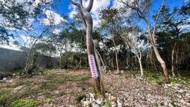 Photo of Clausuran Área Natural Protegida en Dzibilchaltún