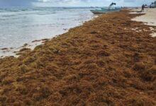 Photo of Llega sargazo de forma anticipada a Mahahual y activa alertas