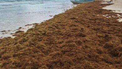 Photo of Llega sargazo de forma anticipada a Mahahual y activa alertas