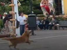 Photo of Perro irrumpe y “persigue” a volador de Papantla durante el ritual y se hace viral