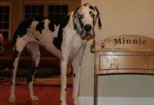 Photo of Minnie, la gran danés que se coronó como la perra más alta del mundo