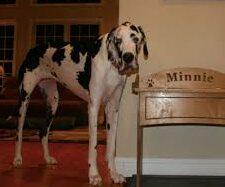 Photo of Minnie, la gran danés que se coronó como la perra más alta del mundo