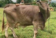 Photo of Veronika, la vaca que sorprende a la ciencia al usar herramientas como los primates