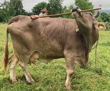 Photo of Veronika, la vaca que sorprende a la ciencia al usar herramientas como los primates