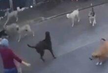 Photo of Jauría de perros ataca brutalmente a mujer de la tercera edad en Cuautla, Morelos