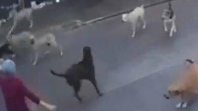 Photo of Jauría de perros ataca brutalmente a mujer de la tercera edad en Cuautla, Morelos