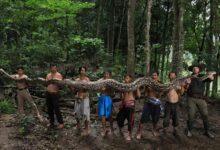 Photo of Hallan en Indonesia a la pitón silvestre más larga del mundo y genera interés científico y turístico