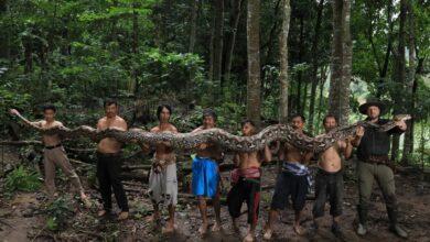 Photo of Hallan en Indonesia a la pitón silvestre más larga del mundo y genera interés científico y turístico