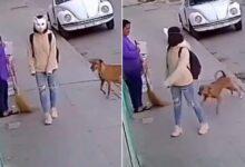 Photo of Joven therian vestida de gato se vuelve viral tras ser mordida por un perro en la calle