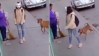 Photo of Joven therian vestida de gato se vuelve viral tras ser mordida por un perro en la calle