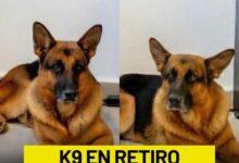 Photo of Policía de Campeche busca hogar para K9 en retiro