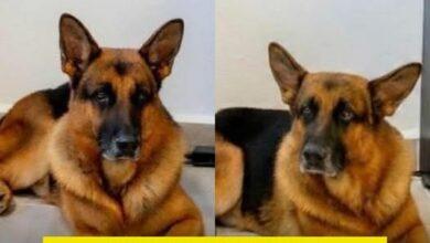 Photo of Policía de Campeche busca hogar para K9 en retiro