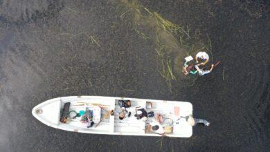 Photo of Ciencia ciudadana, clave para proteger los humedales en Yucatán