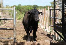Photo of Refuerzan acciones contra el gusano barrenador