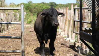 Photo of Refuerzan acciones contra el gusano barrenador